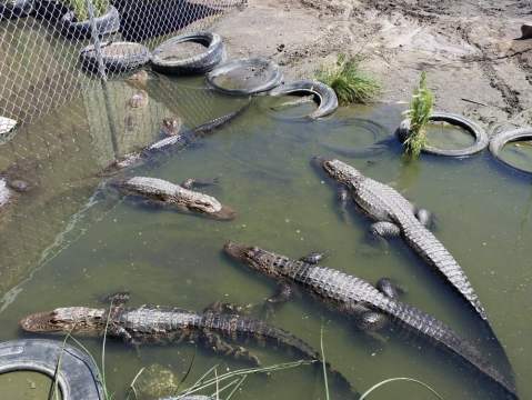 You’ll Never Forget A Visit To This One Of A Kind Alligator Ranch Near Denver