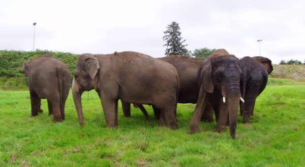 You’ll Never Forget A Visit To This One Of A Kind Elephant Ranch In Oklahoma