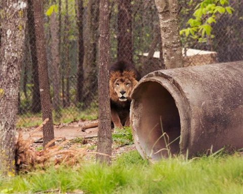 You’ll Never Forget A Visit To This One Of A Kind Exotic Animal Park In Alabama
