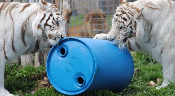 You’ll Never Forget A Visit To This One Of A Kind Tiger Sanctuary In Missouri