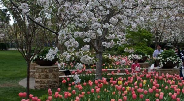 The One Mesmerizing Place In Texas Where Cherry Blossoms Abound