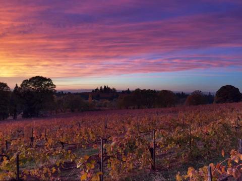 The Remote Winery In Northern California That's Picture Perfect For A Day Trip
