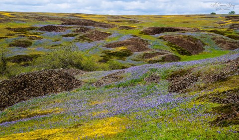 This Breathtaking Field Of Wildflowers In Northern California Looks Like Something From A Dream