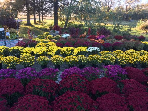 This Majestic Flower Farm In Kansas Is All You Need For Spring