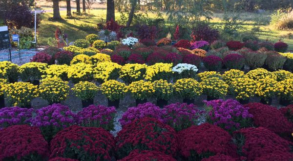 This Majestic Flower Farm In Kansas Is All You Need For Spring