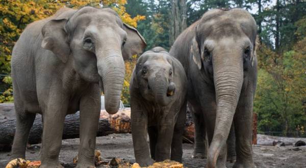 You’ll Never Forget A Visit To This One Of A Kind Elephant Exhibit In Portland