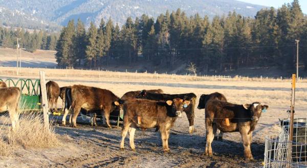 You’re Guaranteed To Love A Trip To This Epic Cheese Farm In Montana