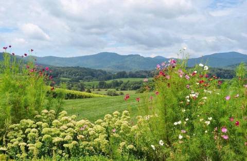 The Remote Winery In Virginia That's Picture Perfect For A Day Trip