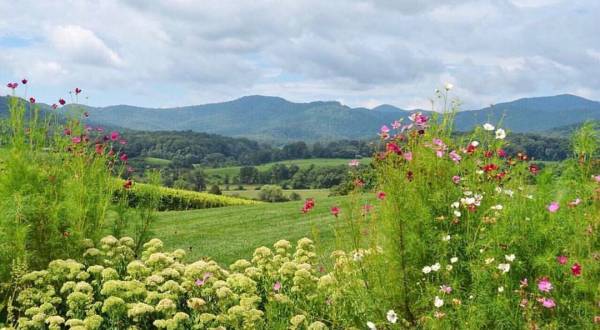 The Remote Winery In Virginia That’s Picture Perfect For A Day Trip