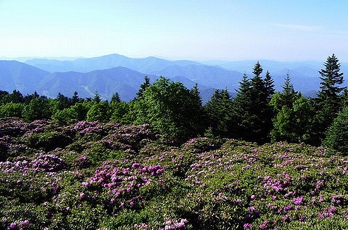 A Trip To Tennessee’s Neverending Rhododendron Field Will Make Your Spring Complete