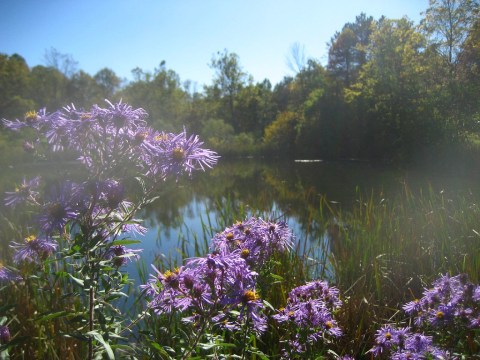 It's Impossible Not To Love This Breathtaking Wildflower Trail In Indiana
