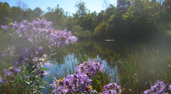 It’s Impossible Not To Love This Breathtaking Wildflower Trail In Indiana