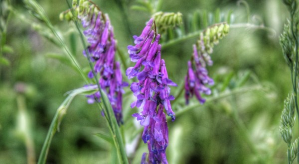 It’s Impossible Not To Love This Breathtaking Wildflower Trail Near Portland