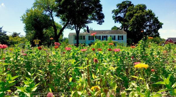 A Trip To New Jersey’s Neverending Flower Field Is The Perfect Warm Weather Adventure