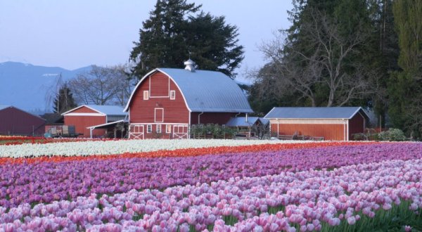 You’ll Want To Visit Washington’s Most Beautiful Tulip Farms Right Now
