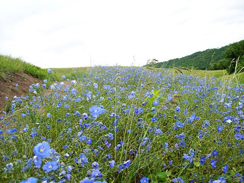 It's Impossible Not To Love This Breathtaking Wild Flower Trail In North Dakota