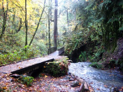 This Amazing Forest Trail In Oregon Will Take You On An Unforgettable Adventure