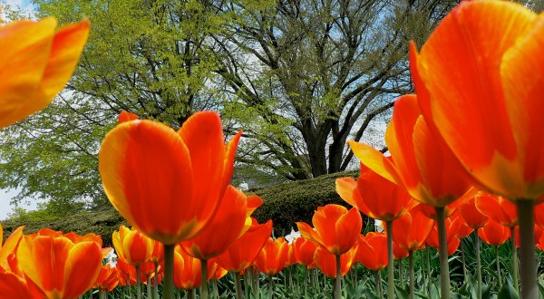 A Trip To Delaware’s Neverending Tulip Fields Will Make Your Spring Complete