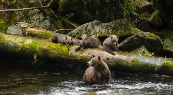 Visit This Little Known Wildlife Observatory In Alaska For An Unforgettable Experience