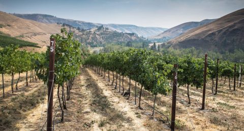 The Remote Winery In Idaho That's Picture Perfect For A Day Trip