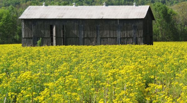 9 Devastatingly Gorgeous Flowering Fields In Kentucky That Will Take Your Breath Away