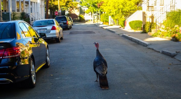 Turkeys Are Taking Over A Major Massachusetts City And Nobody Knows What To Do