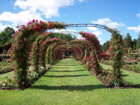 You Must Visit Connecticut's Stunning Tunnel Of Flowers Before Spring Is Over