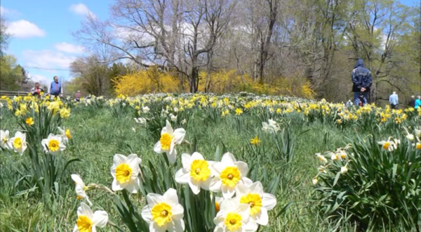 A Trip To Connecticut’s Neverending Daffodil Field Will Make Your Spring Complete