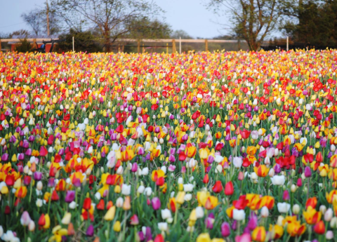 A Trip To Virginia's Neverending Tulip Field Will Make Your Spring Complete