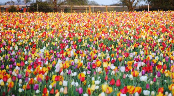 A Trip To Virginia’s Neverending Tulip Field Will Make Your Spring Complete