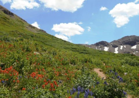 A Trip To Colorado's Neverending Wildflower Field Will Make Your Spring Complete