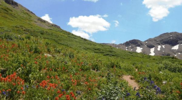 A Trip To Colorado’s Neverending Wildflower Field Will Make Your Spring Complete
