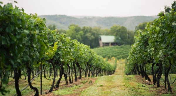 The Remote Winery In Missouri That’s Picture Perfect For A Day Trip