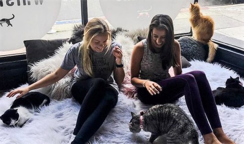 There’s A Cat Cafe In Washington DC And It’s Just As Amazing As It Sounds