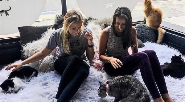 There’s A Cat Cafe In Washington DC And It’s Just As Amazing As It Sounds