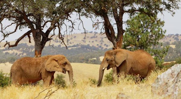 You’ll Never Forget A Visit To This One Of A Kind Elephant Ranch Near San Francisco