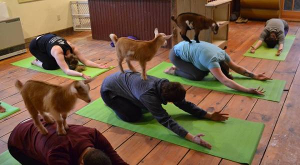 You Can Do Yoga With Goats On This New Hampshire Farm