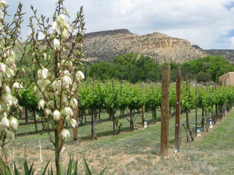 9 Beautiful Wineries In New Mexico That Are Perfect For A Day Trip