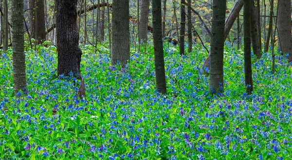 It’s Impossible Not To Love This Breathtaking Wild Flower Trail In Maryland