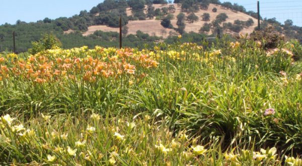 The Gorgeous Flower Farm In Northern California That Will Take Your Breath Away