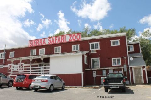 You'll Absolutely Love A Trip To This Little Known Safari Zoo In Nevada