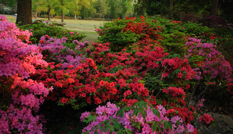 A Trip To Oklahoma’s Neverending Azalea Field Will Make Your Spring Complete