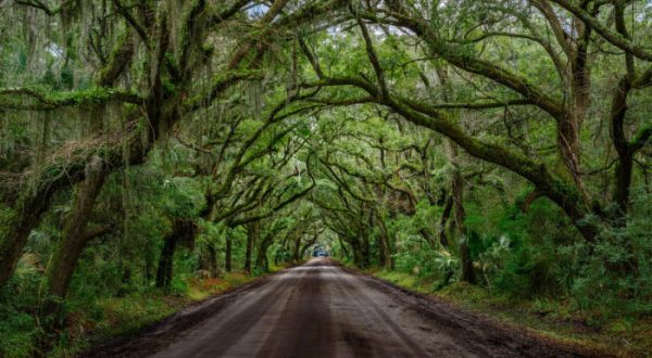 9 Positively Magical Tree Tunnels In South Carolina That Will Take Your Breath Away