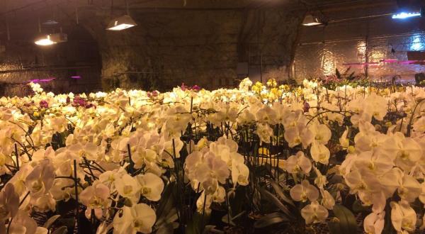 Most People Have No Idea This Stunning Orchid Cave Deep Below Missouri Exists