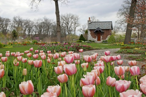 A Trip To Indiana's Neverending Tulip Field Will Make Your Spring Complete