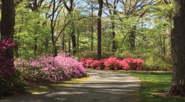 You Need To See Virginia’s Enchanted Flower Forest For Yourself Before Spring Is Over