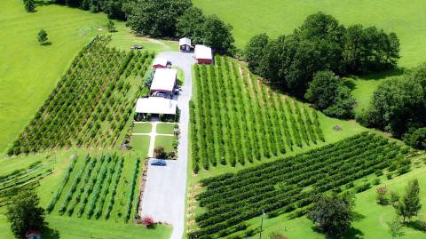 The Remote Winery In Alabama That's Picture Perfect For A Day Trip