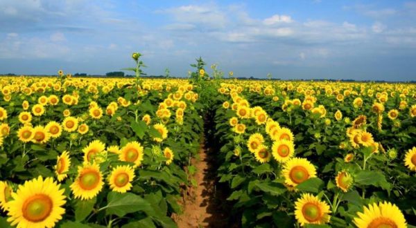 It’s Impossible Not To Love This Breathtaking Sunflower Trail In Louisiana