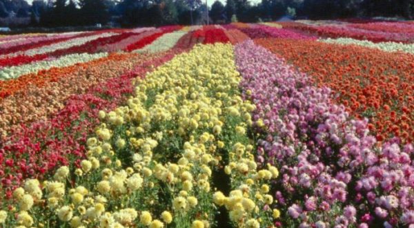 This Enchanting Flower Farm In Oregon Is Pure Magic And You’ll Want To Visit