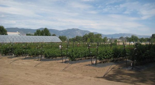 You’ll Never Forget Your Trip To This Picture Perfect Nevada Berry Farm
